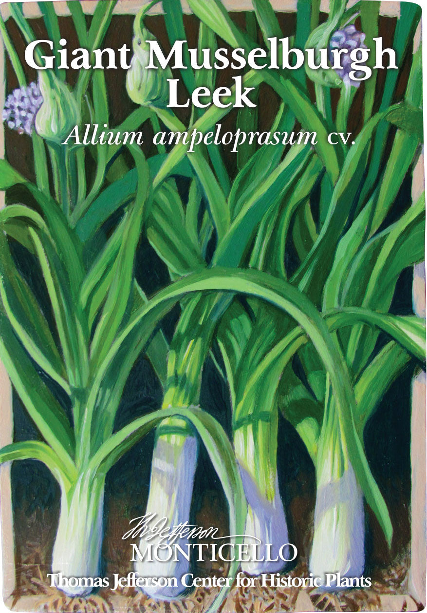 Giant Musselburgh Leeks Seeds (Allium ampeloprasum cv.)