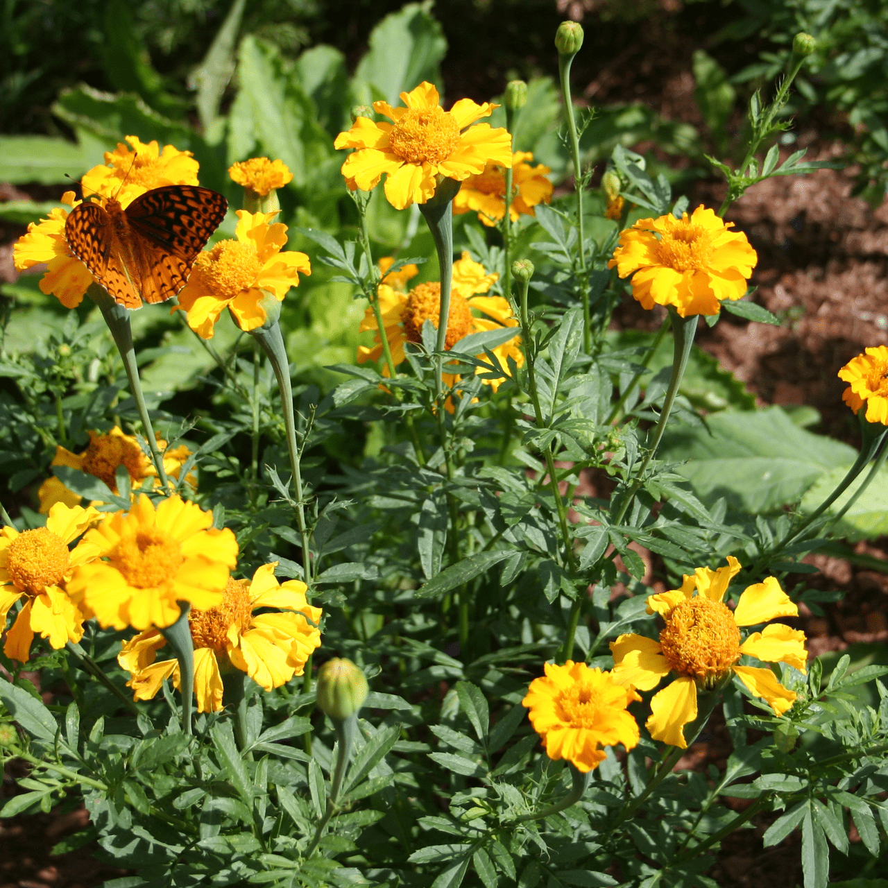 African Marigold Seeds (Tagetes erecta) - Shop-orias