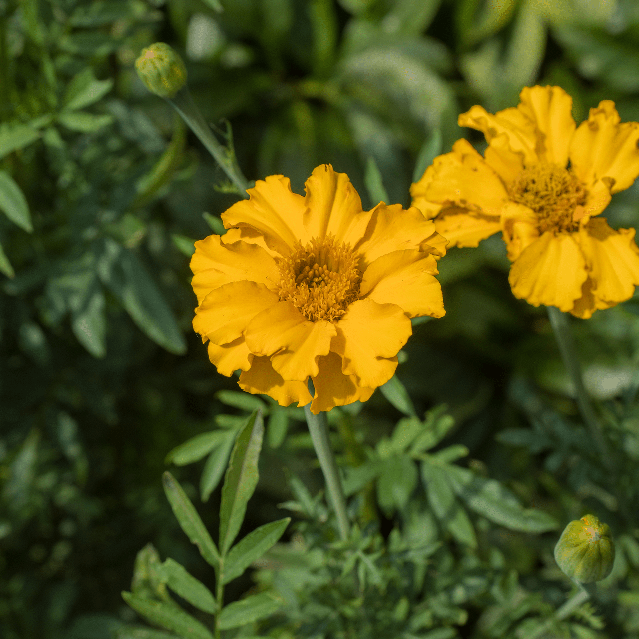African Marigold Seeds (Tagetes erecta) - Shop-orias
