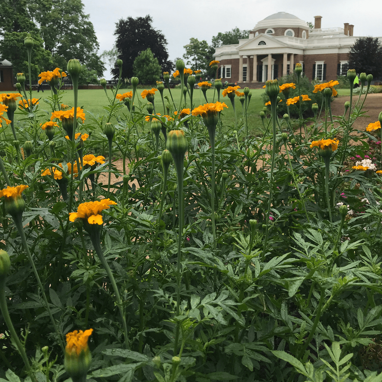African Marigold Seeds (Tagetes erecta) - Shop-orias