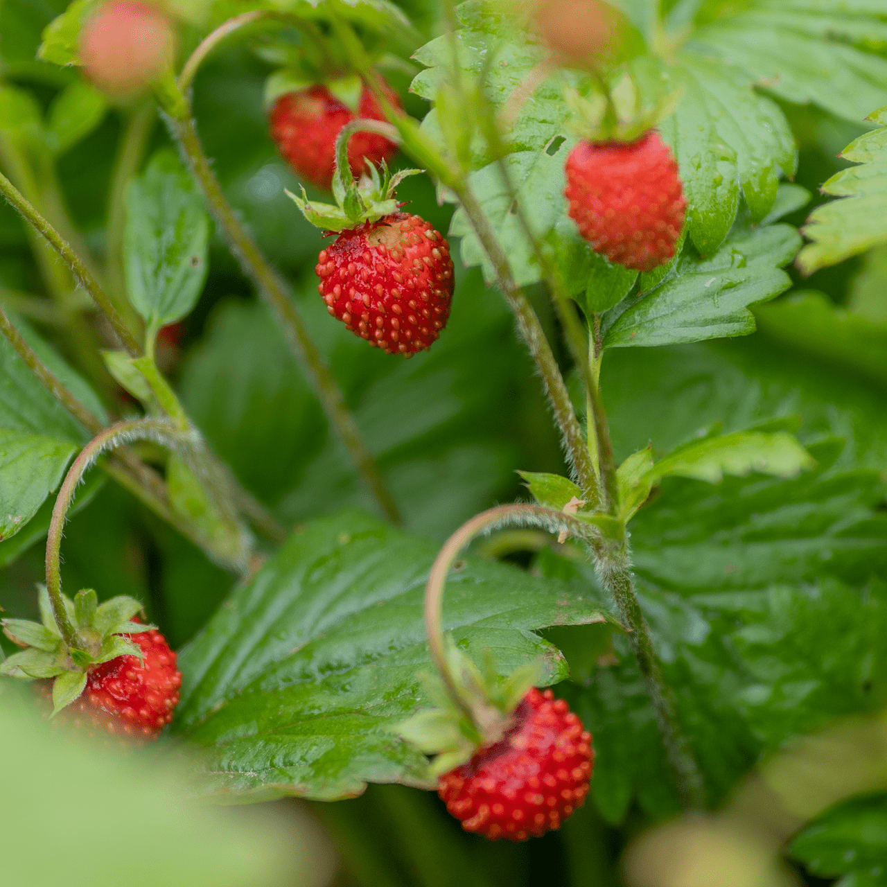 Alpine Strawberry Seeds (Fragaria vesca var. vesca) - Shop-orias
