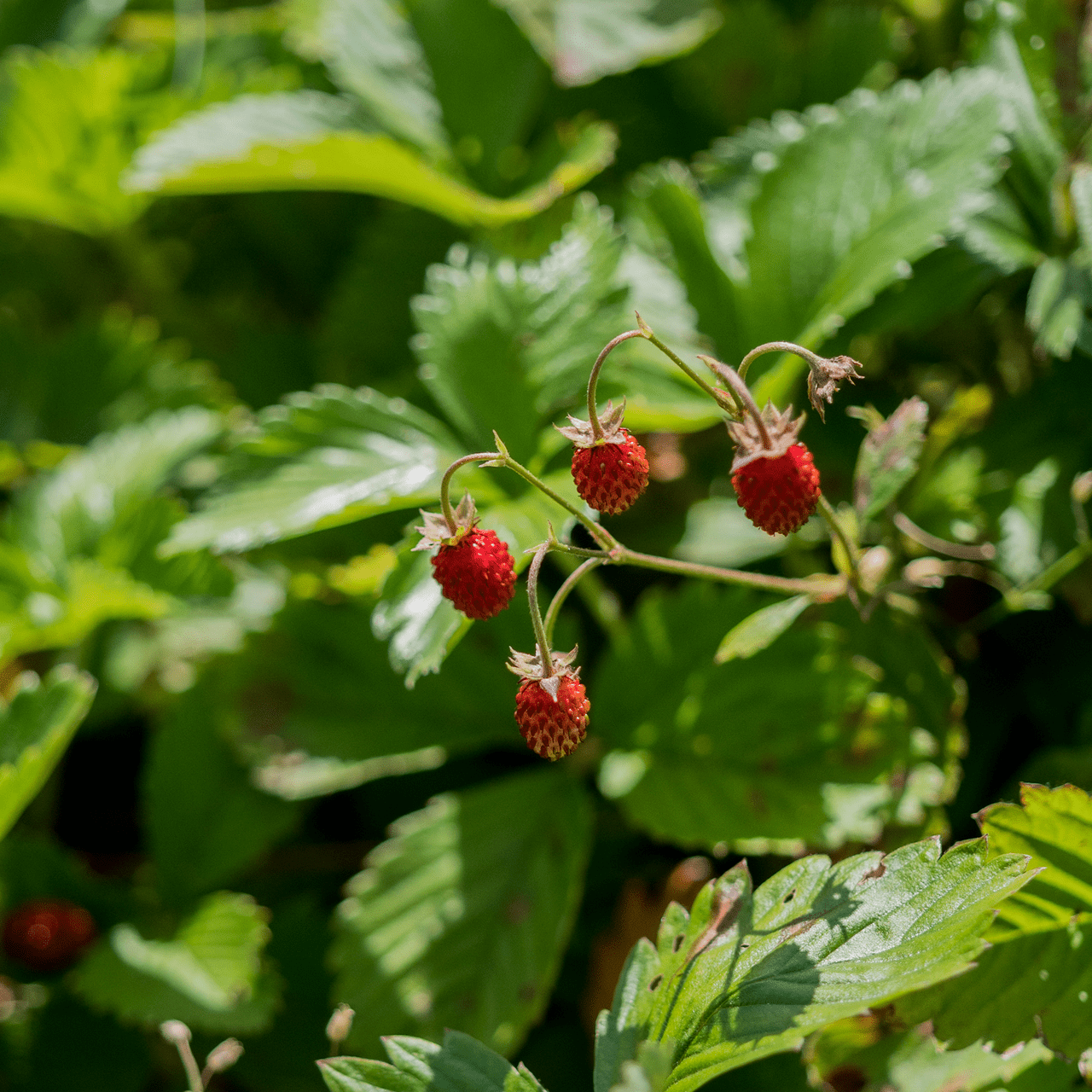 Alpine Strawberry Seeds (Fragaria vesca var. vesca) - Shop-orias