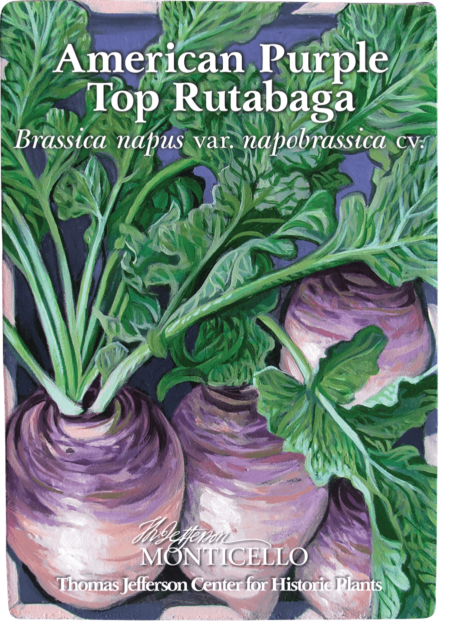 American Purple Top Rutabaga Seeds (Brassica napus var. napobrassica cv.) - Shop-orias