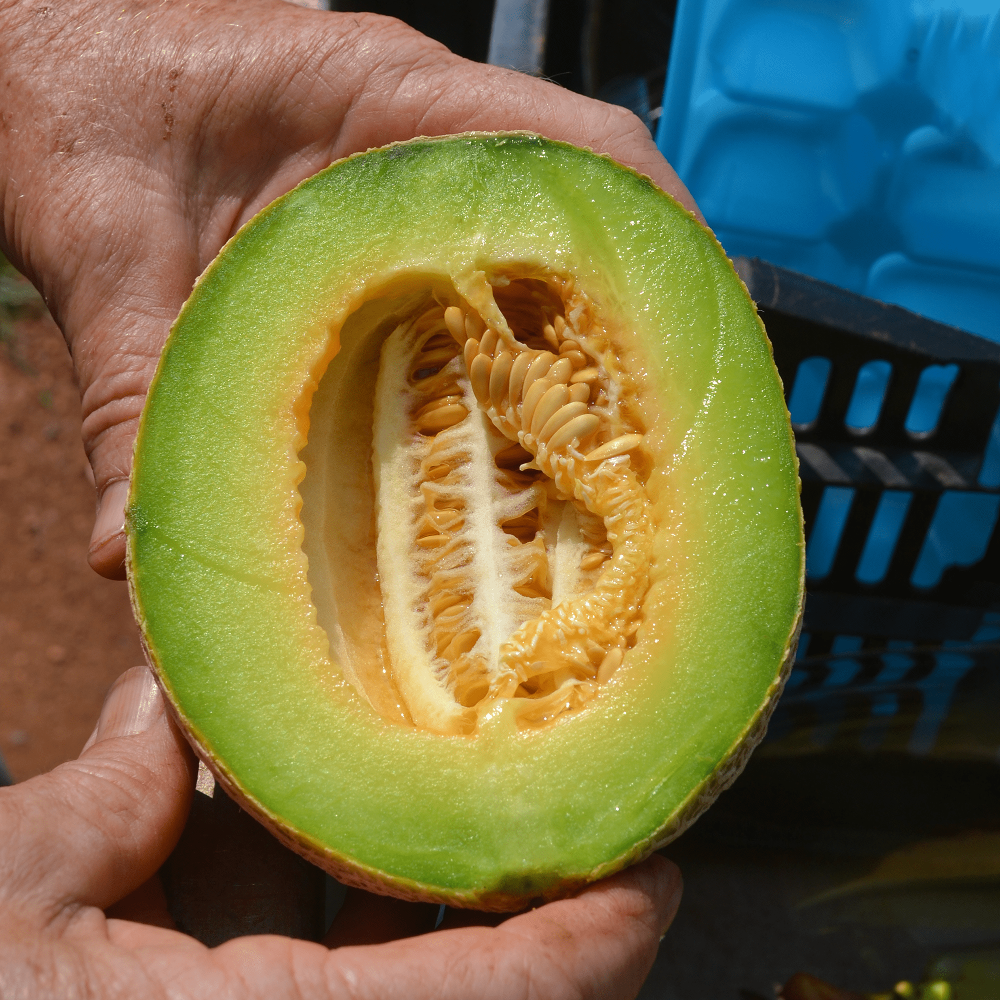 Anne Arundel Muskmelon Seeds (Cucumis melo cv.) - Shop-orias