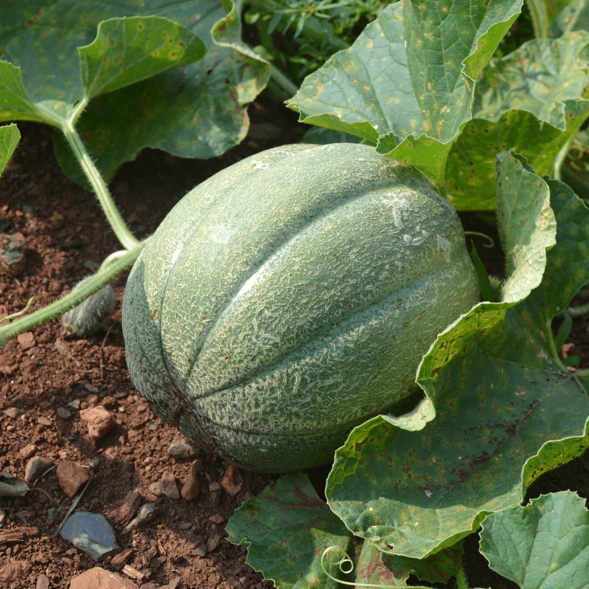 Anne Arundel Muskmelon Seeds (Cucumis melo cv.) - Shop-orias