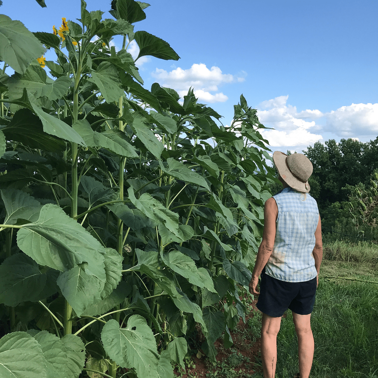 Arikara Sunflower Seeds (Helianthus annuus variety) - Shop-orias