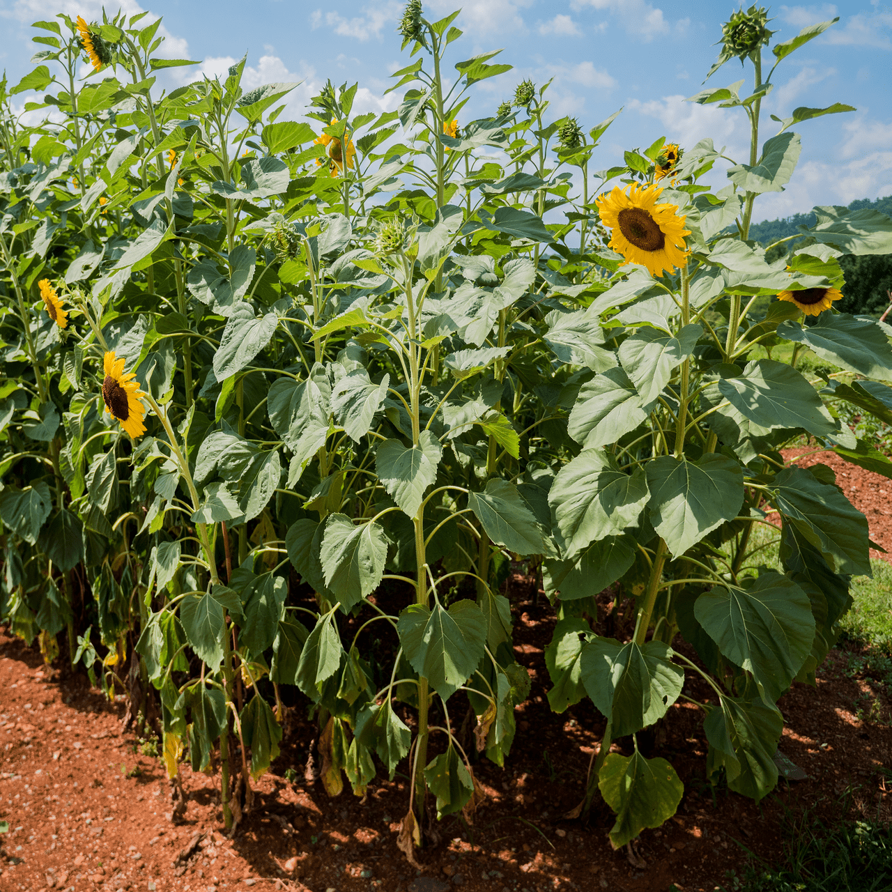 Arikara Sunflower Seeds (Helianthus annuus variety) - Shop-orias