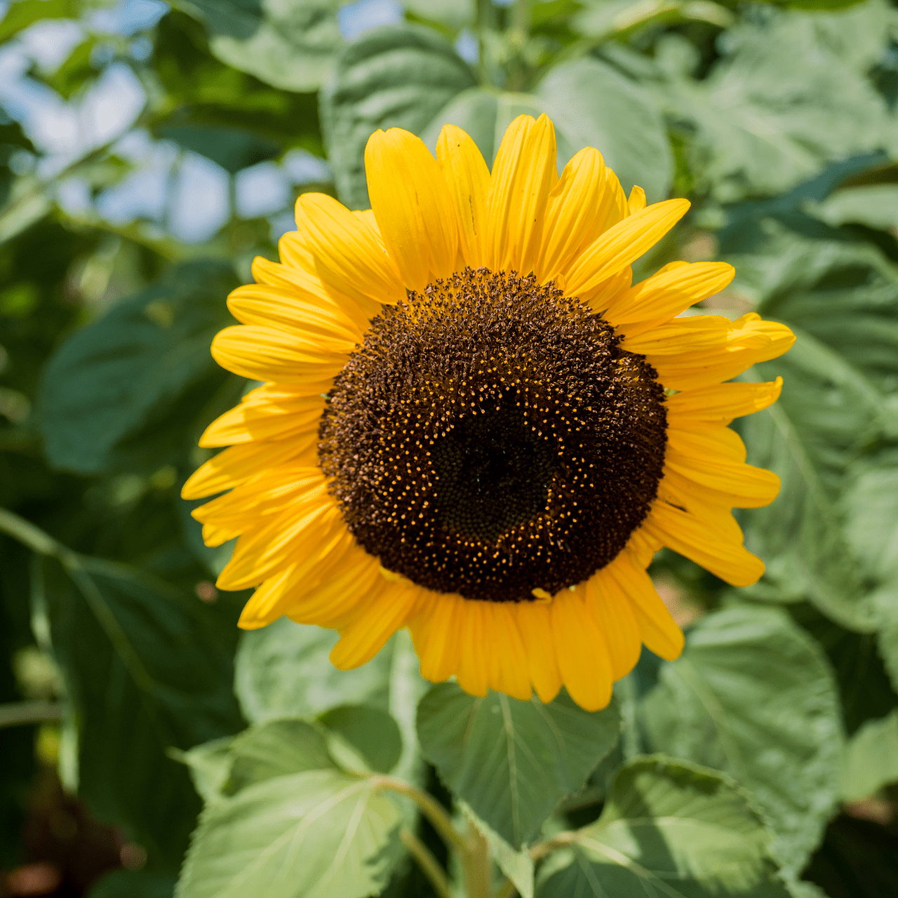 Arikara Sunflower Seeds (Helianthus annuus variety) - Shop-orias