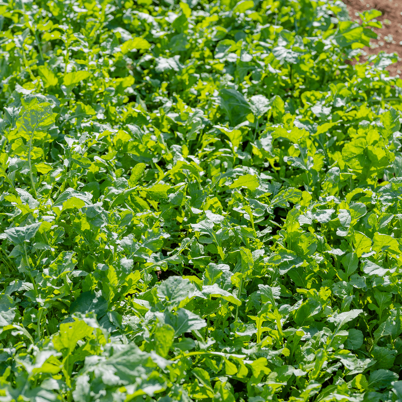 Arugula Seeds (Eruca vesicaria sativa) - Shop-orias