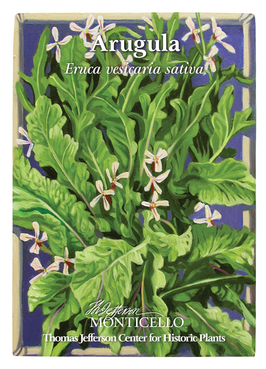 Arugula Seeds (Eruca vesicaria sativa) - Shop-orias