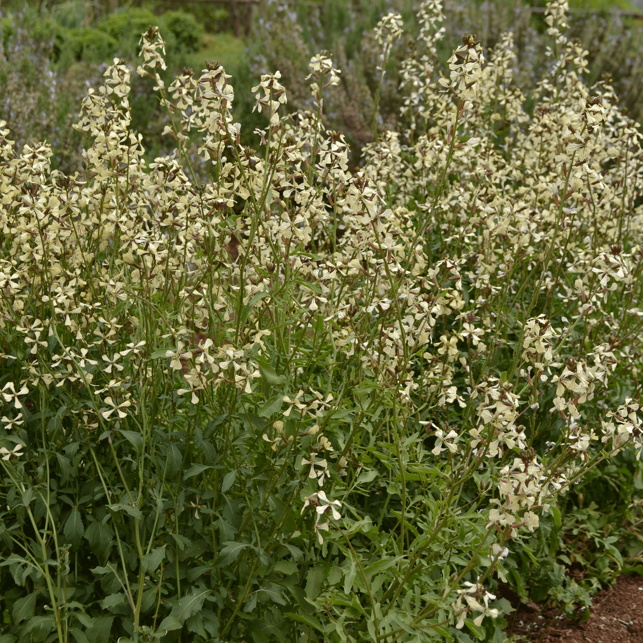 Arugula Seeds (Eruca vesicaria sativa) - Shop-orias