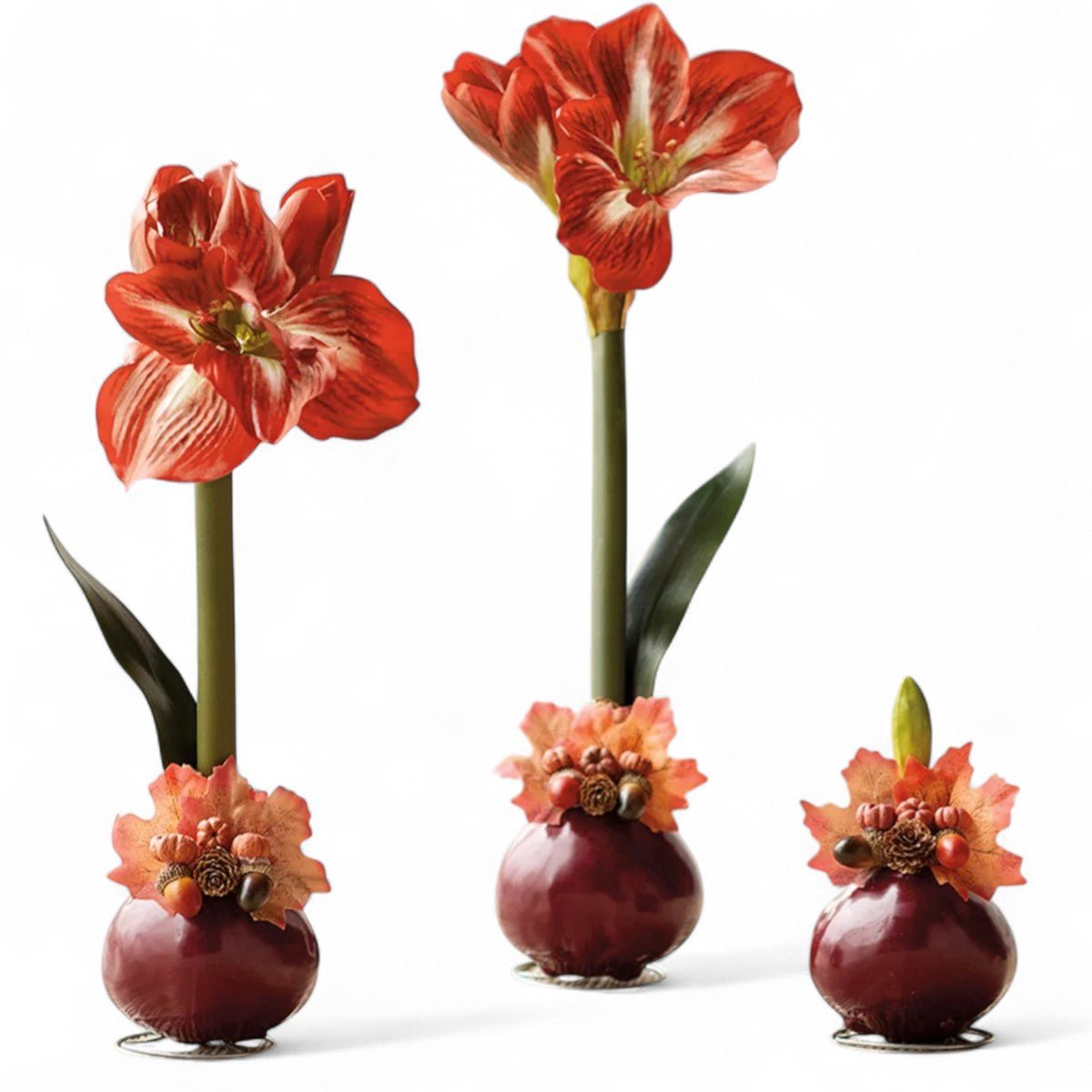 Autumn Amaryllis Bulb - Shop-orias