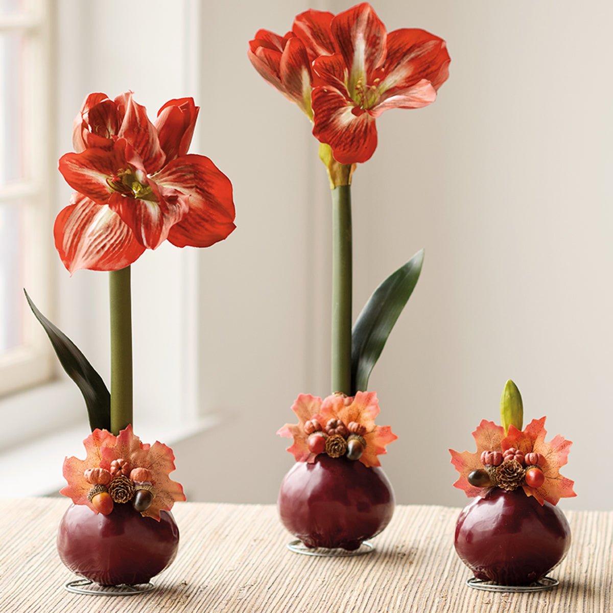 Autumn Amaryllis Bulb - Shop-orias