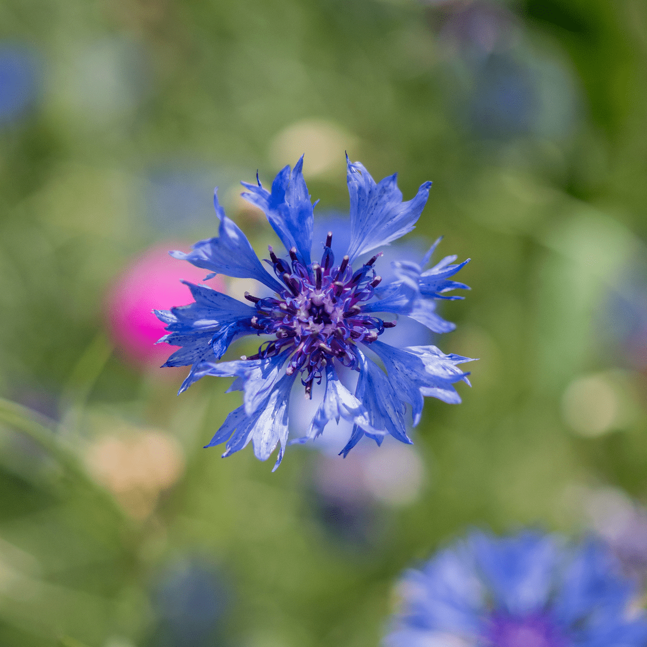 Bachelor's Button Seeds (Centaurea cyanus) - Shop-orias