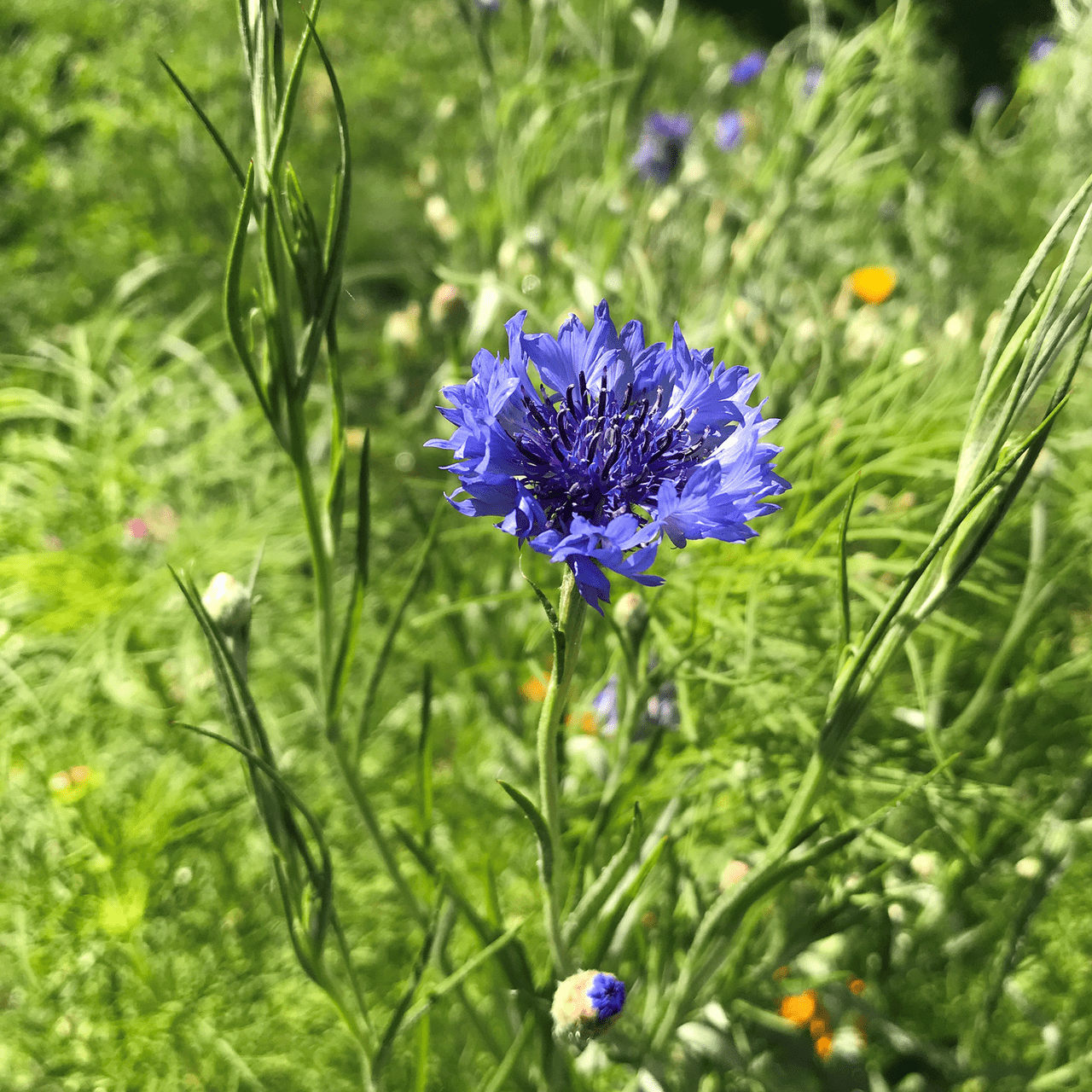 Bachelor's Button Seeds (Centaurea cyanus) - Shop-orias
