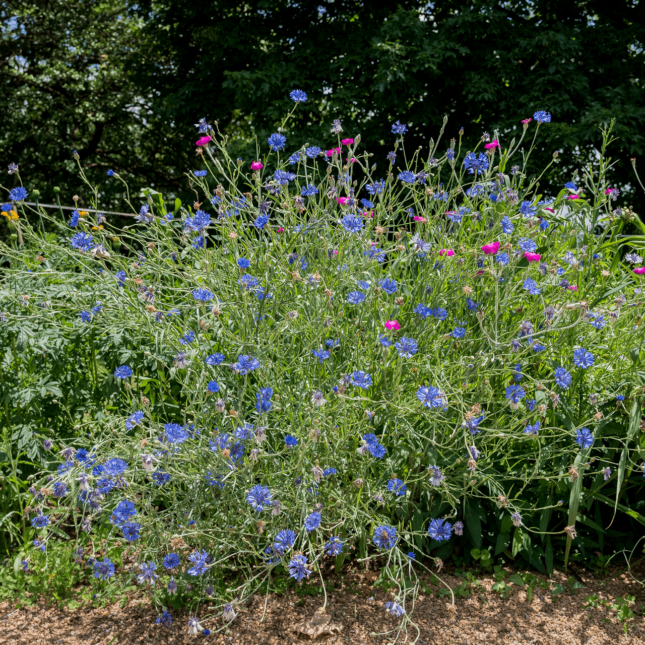 Bachelor's Button Seeds (Centaurea cyanus) - Shop-orias