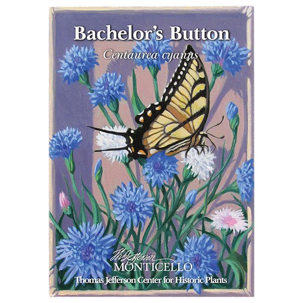 Bachelor's Button Seeds (Centaurea cyanus) - Shop-orias