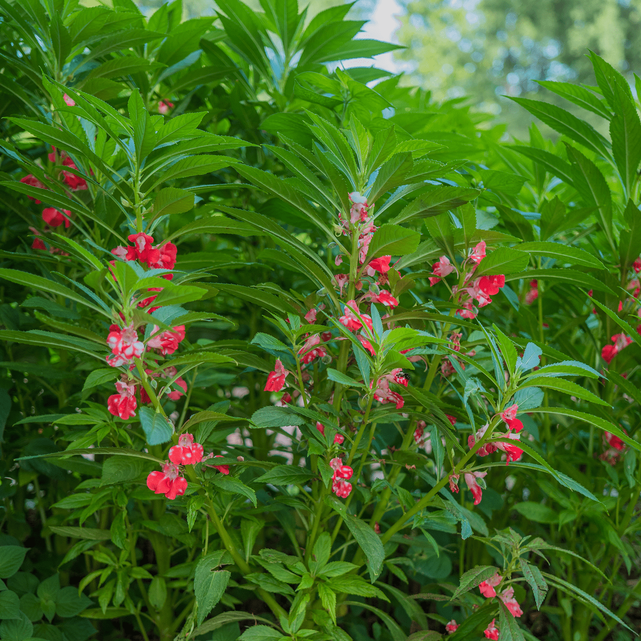 Balsam; Touch - Me - Not Seeds (Impatiens balsamina) - Shop-orias