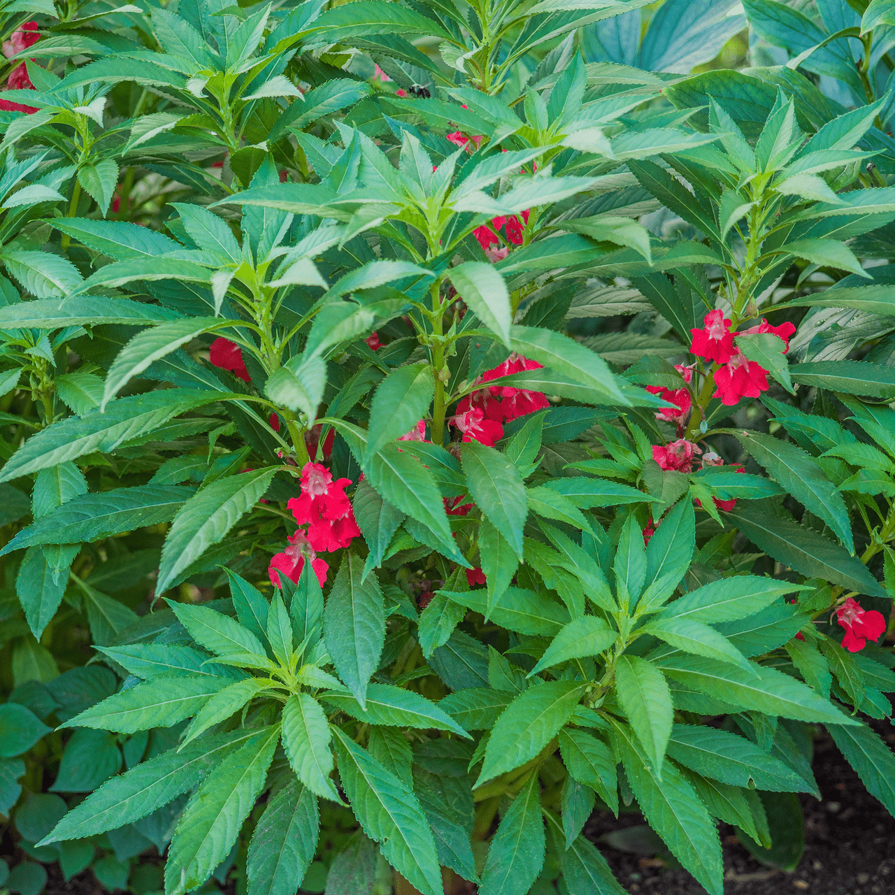 Balsam; Touch - Me - Not Seeds (Impatiens balsamina) - Shop-orias