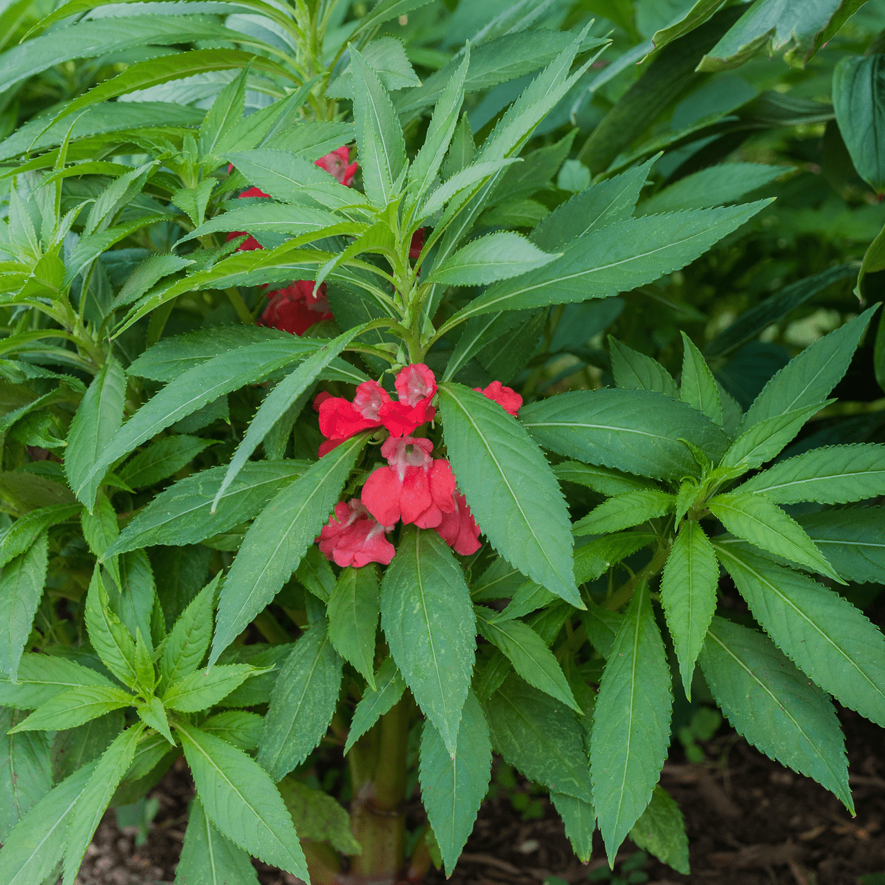 Balsam; Touch - Me - Not Seeds (Impatiens balsamina) - Shop-orias