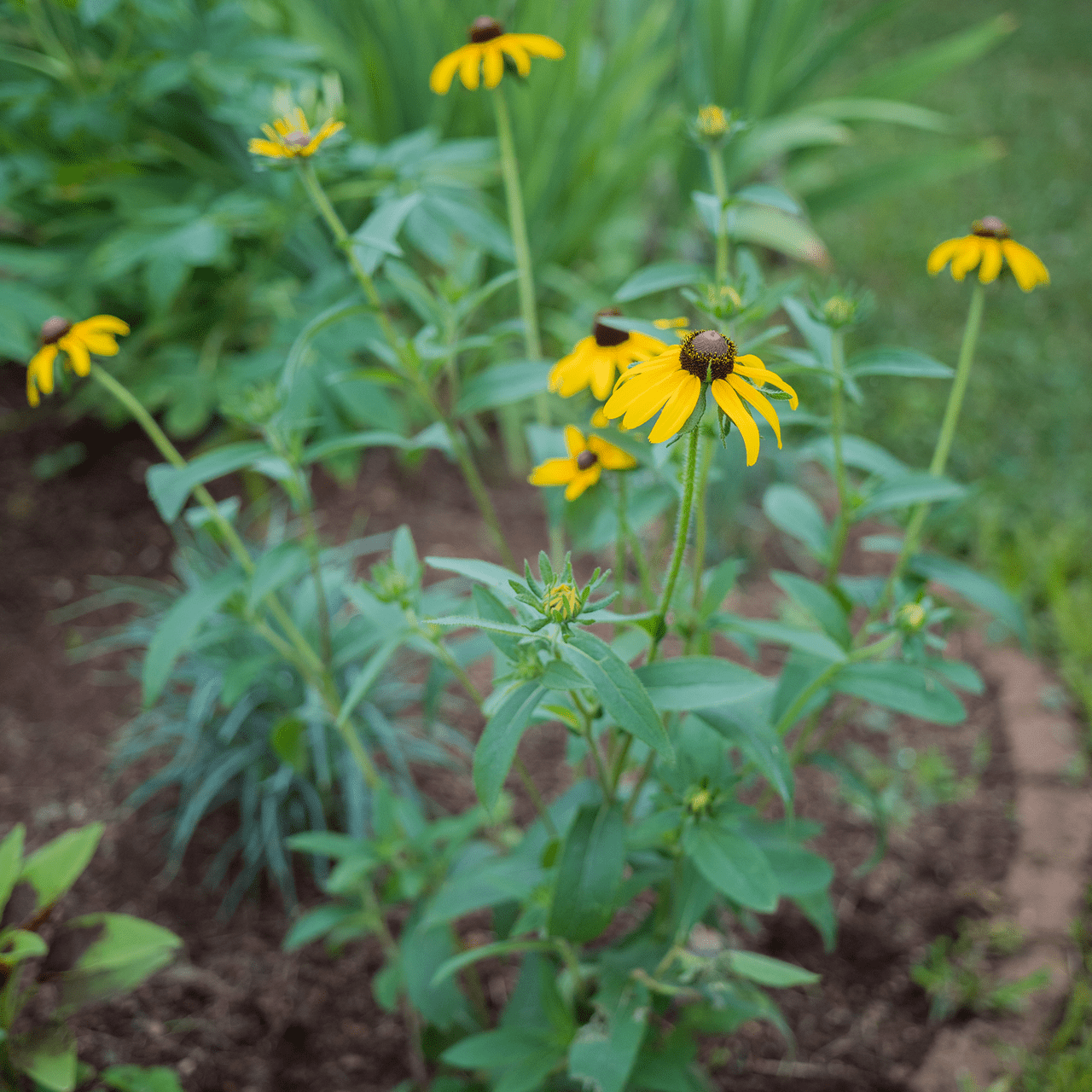 Black - eyed Susan Seeds (Rudbeckia hirta) - Shop-orias