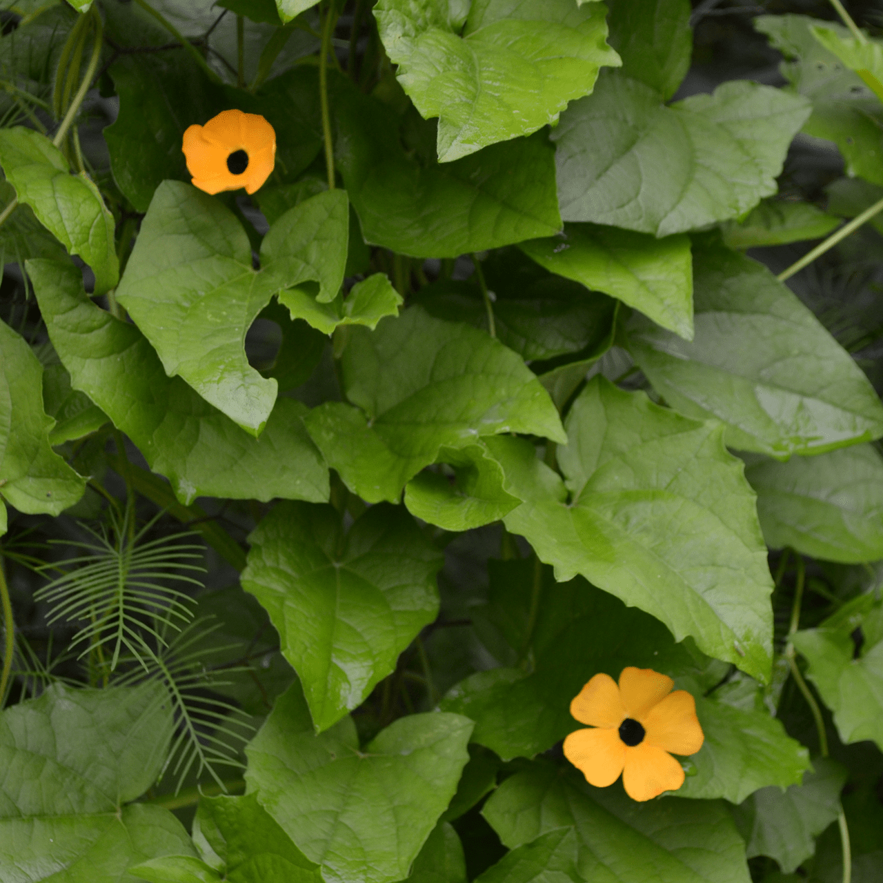Black Eyed Susan Vine Seeds (Thunbergia alata) - Shop-orias