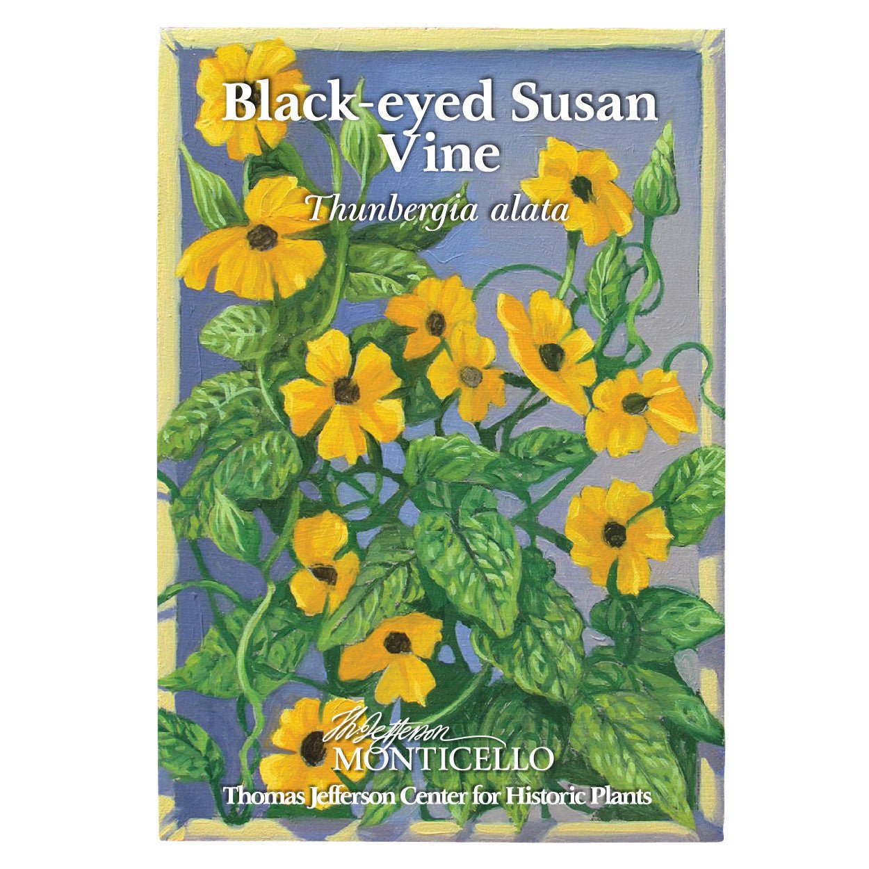 Black Eyed Susan Vine Seeds (Thunbergia alata) - Shop-orias