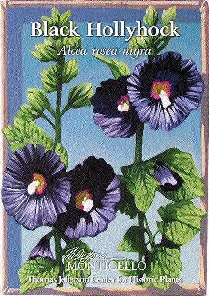 Black Hollyhock Seeds (Alcea rosea nigra) - Shop-orias