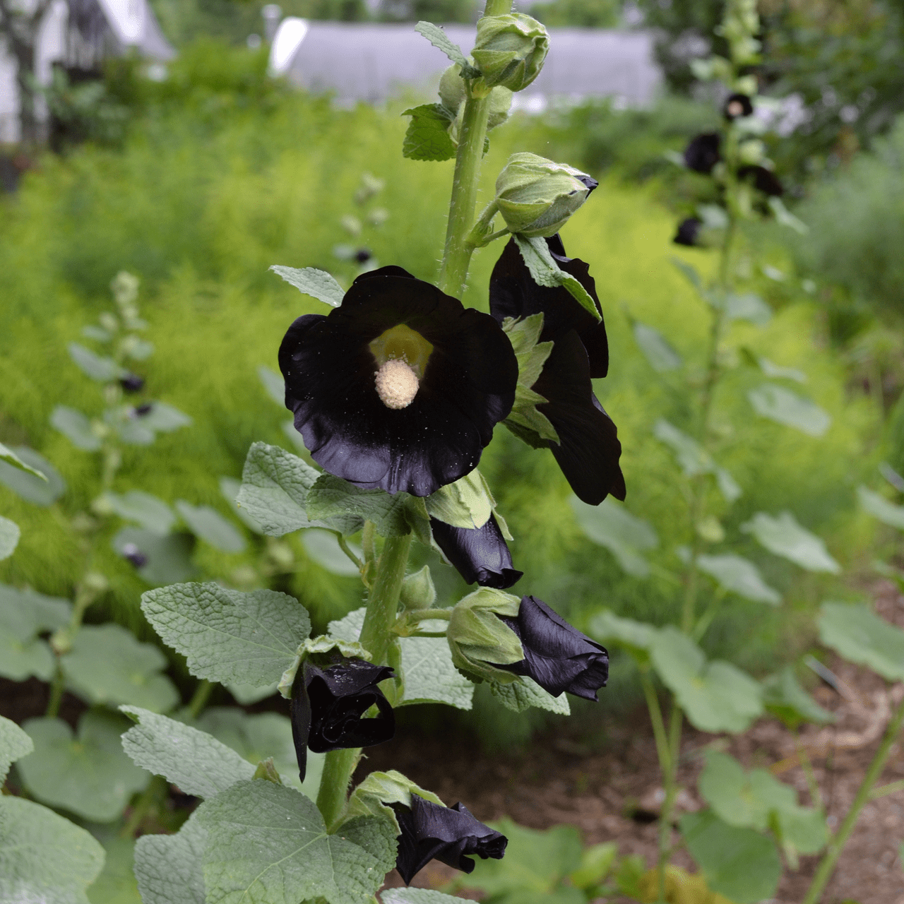Black Hollyhock Seeds (Alcea rosea nigra) - Shop-orias