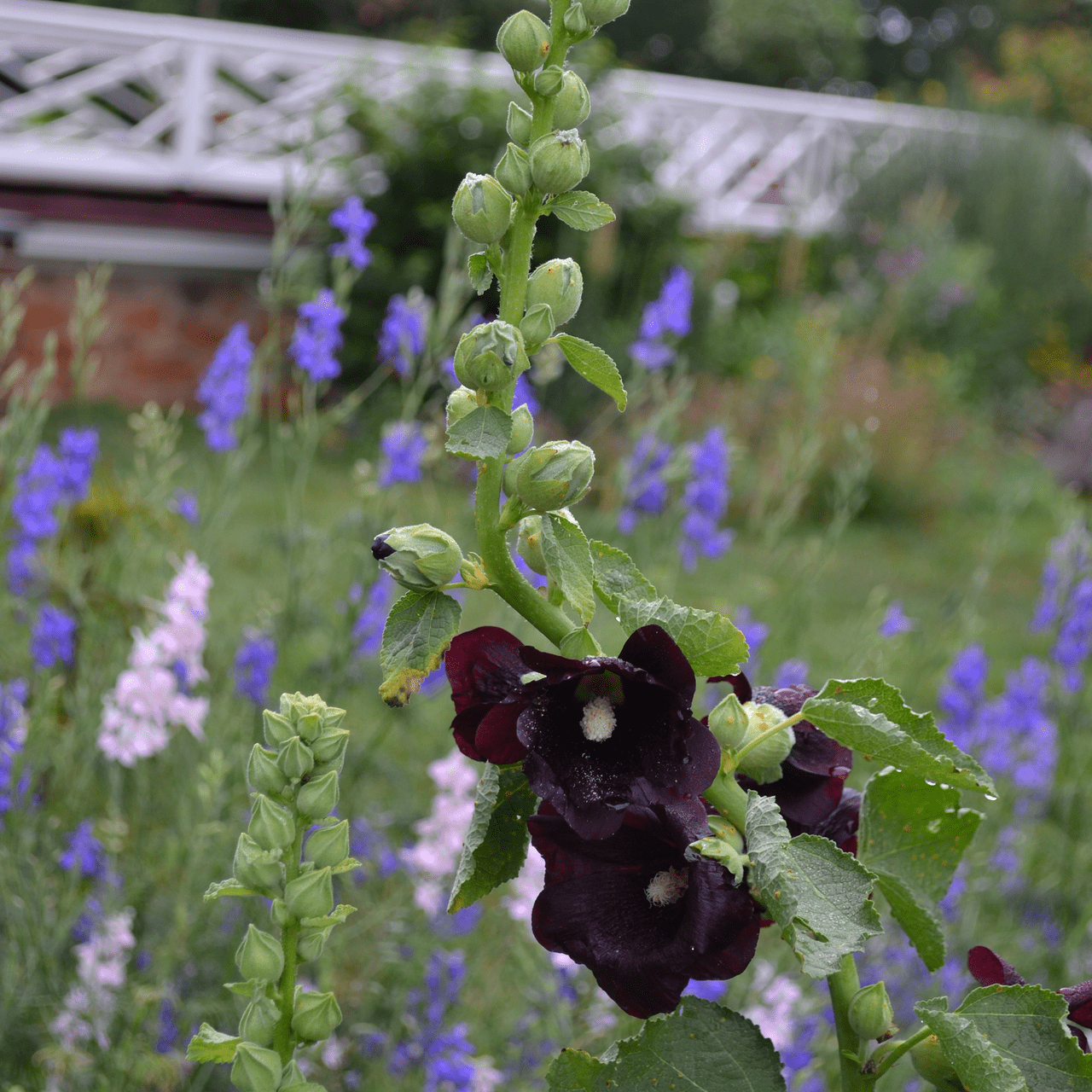 Black Hollyhock Seeds (Alcea rosea nigra) - Shop-orias