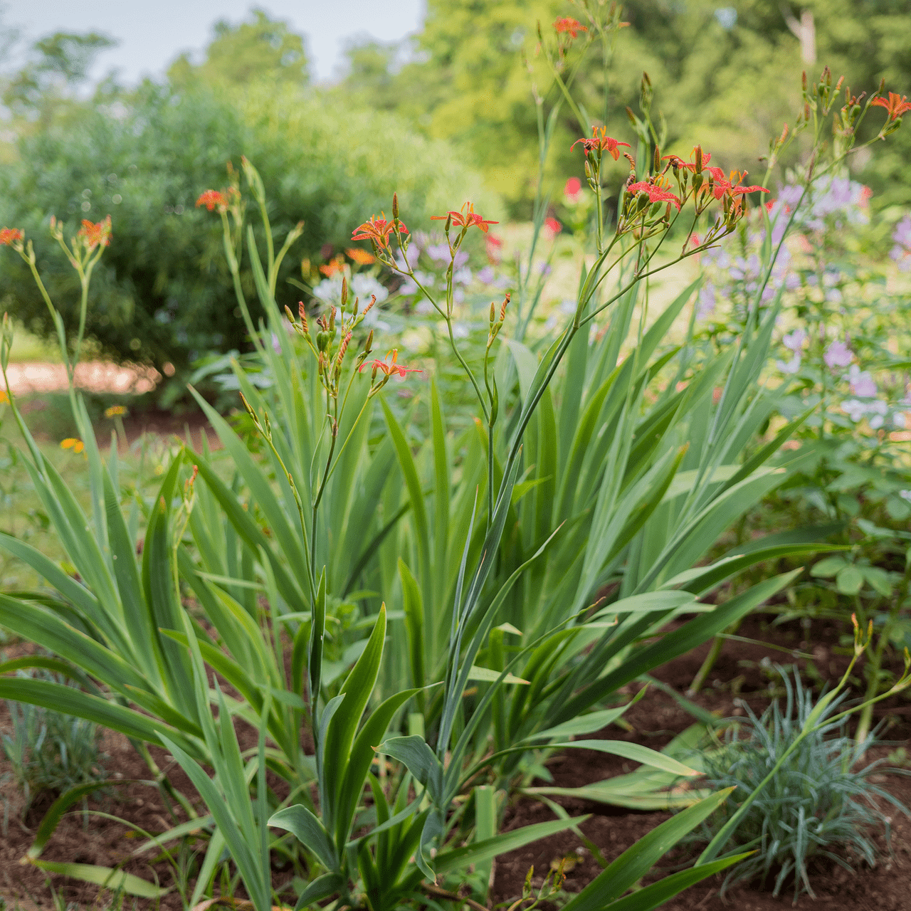 Blackberry Lily Seeds (Iris domestica) - Shop-orias