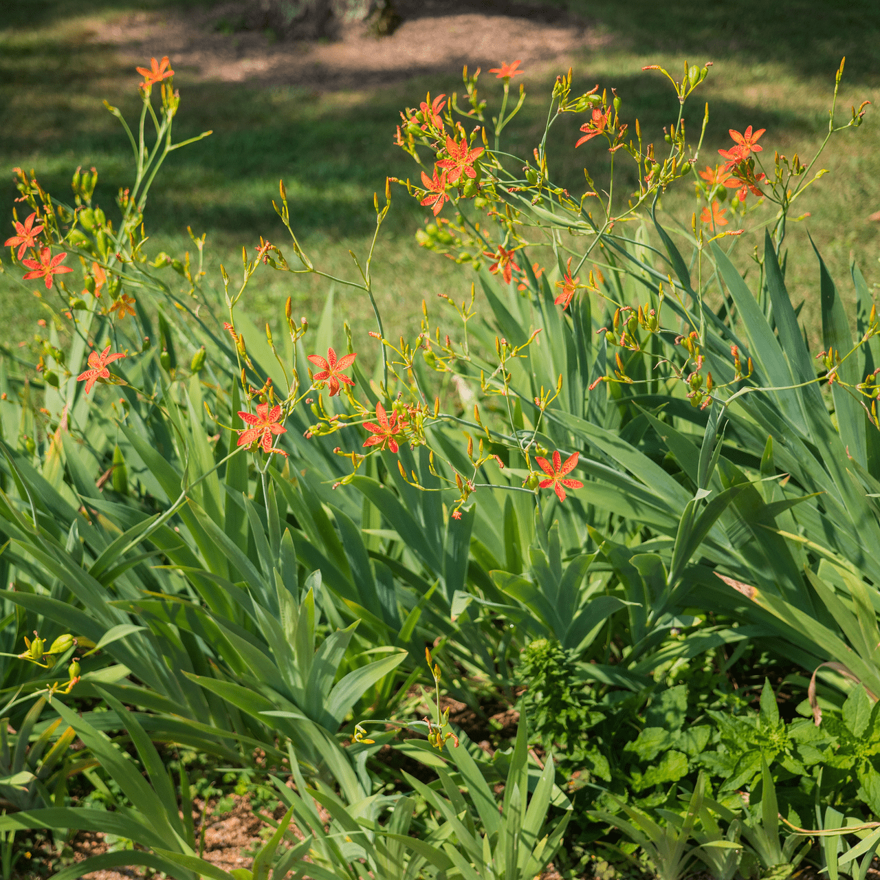 Blackberry Lily Seeds (Iris domestica) - Shop-orias