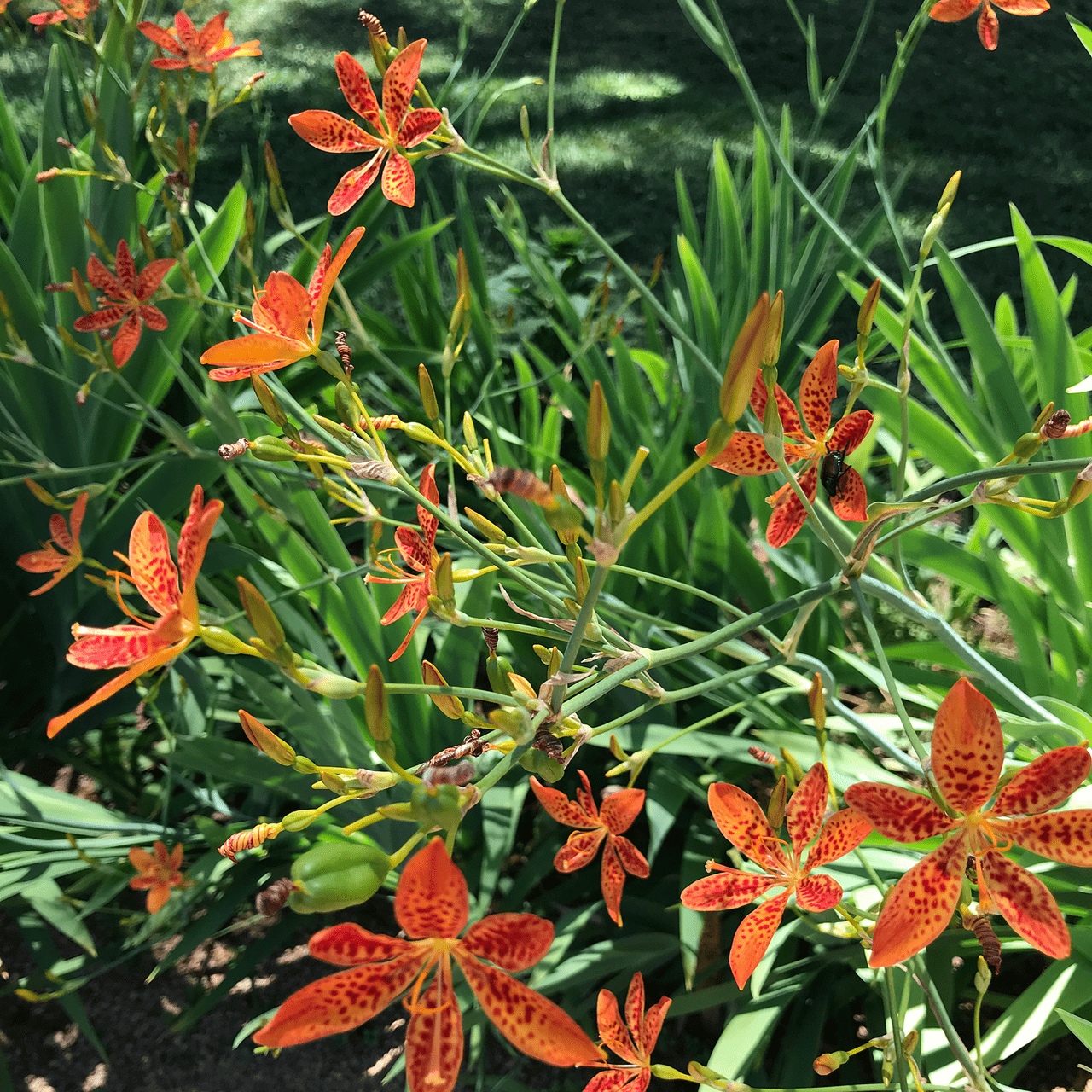 Blackberry Lily Seeds (Iris domestica) - Shop-orias