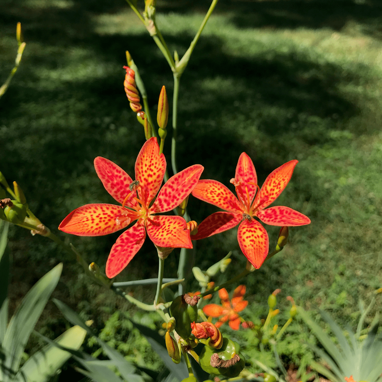 Blackberry Lily Seeds (Iris domestica) - Shop-orias