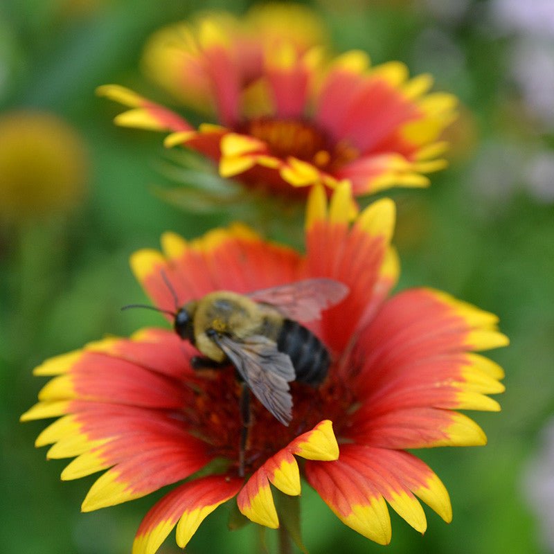 Blanket Flower Seeds (Gaillardia aristata) - Shop-orias