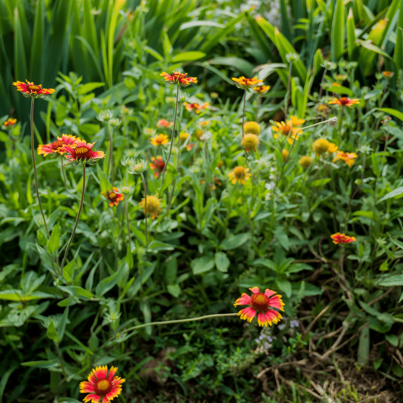 Blanket Flower Seeds (Gaillardia aristata) - Shop-orias
