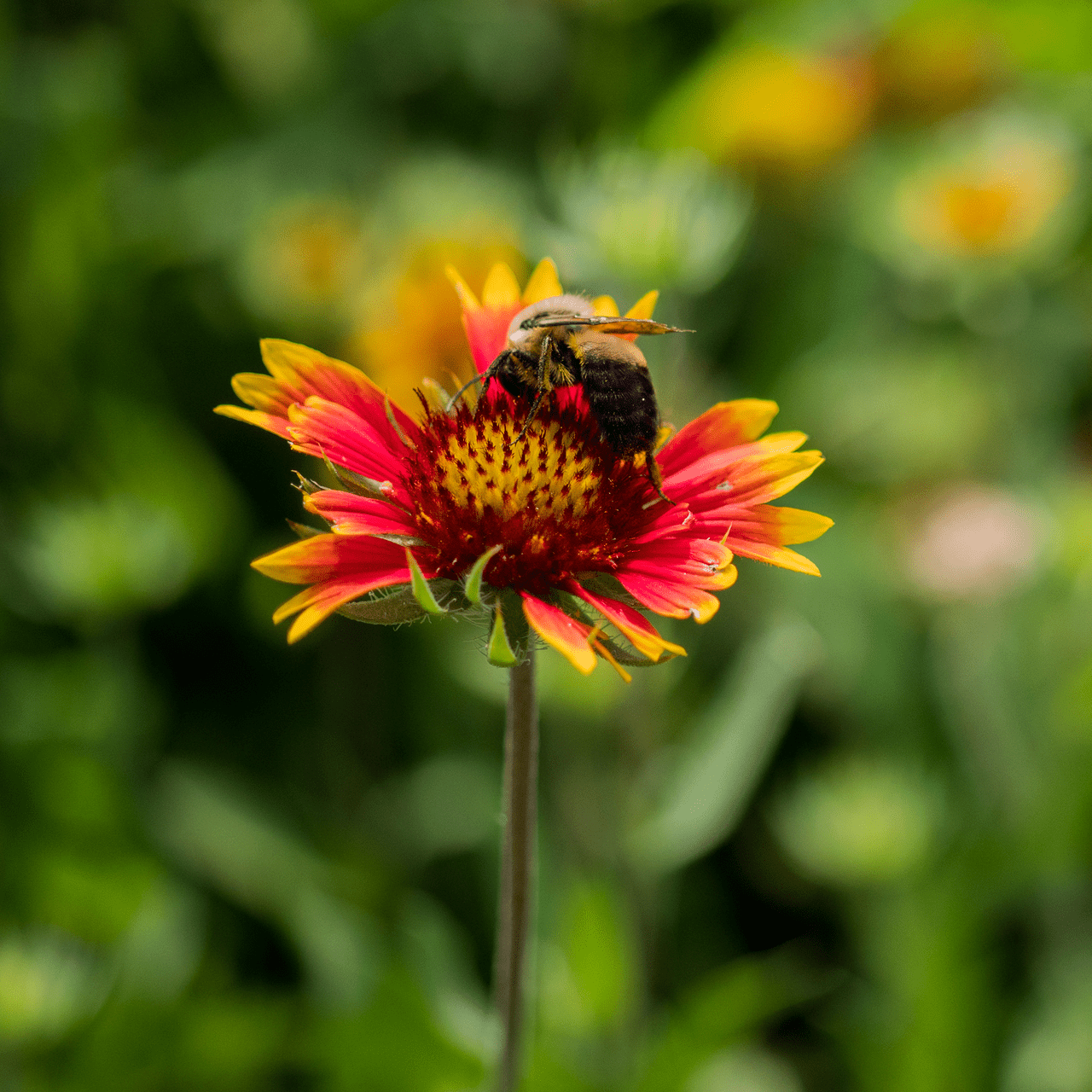 Blanket Flower Seeds (Gaillardia aristata) - Shop-orias