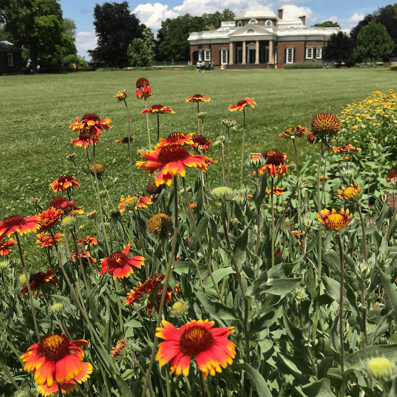 Blanket Flower Seeds (Gaillardia aristata) - Shop-orias