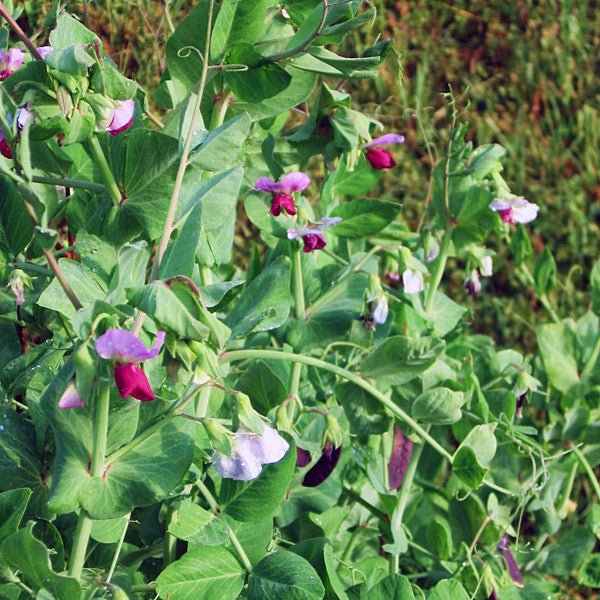 Blue - podded Capucijner Pea Seeds (Pisum sativum cv.) - Shop-orias