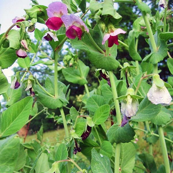 Blue - podded Capucijner Pea Seeds (Pisum sativum cv.) - Shop-orias