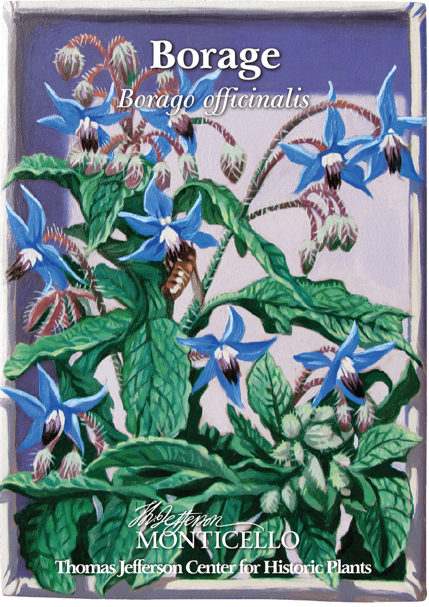 Borage Seeds (Borago officinalis) - Shop-orias