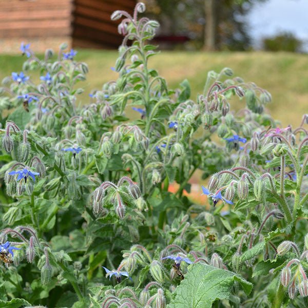 Borage Seeds (Borago officinalis) - Shop-orias