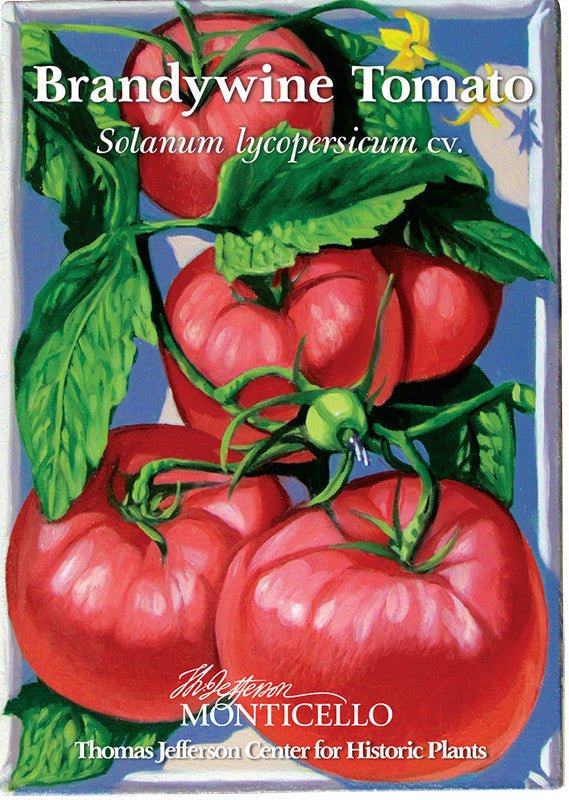 Brandywine Tomato Seeds (Solanum lycopersicum cv.) - Shop-orias