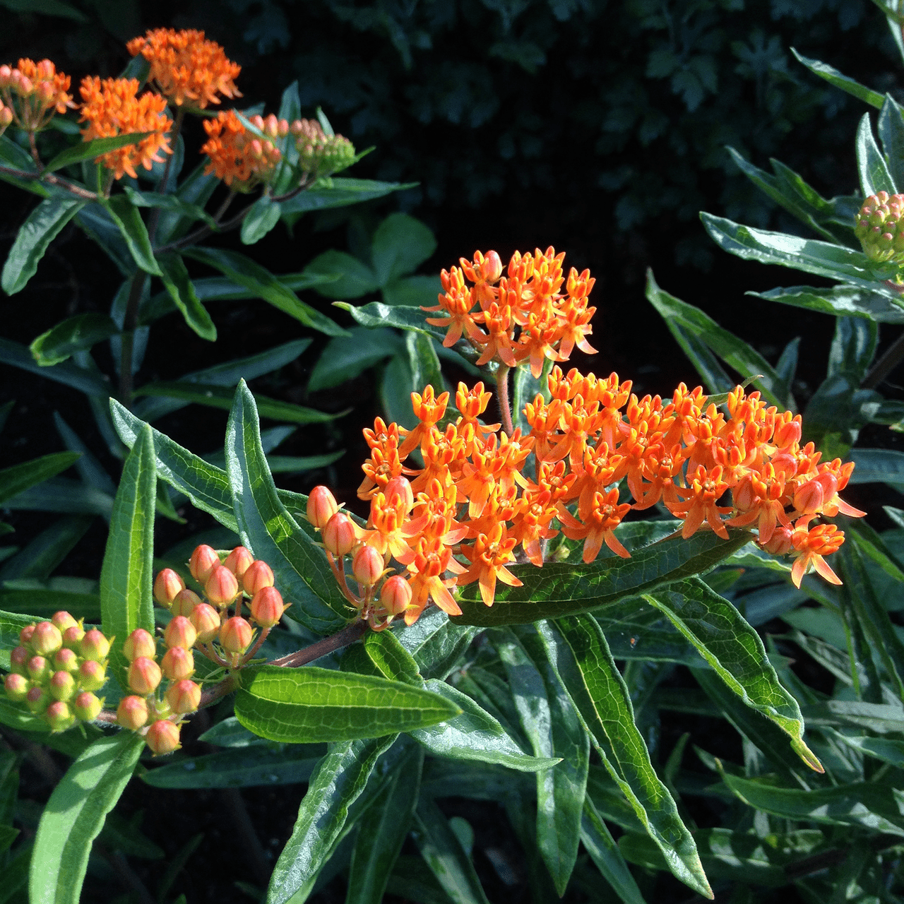 Butterfly Weed Seeds (Asclepias tuberosa) - Shop-orias