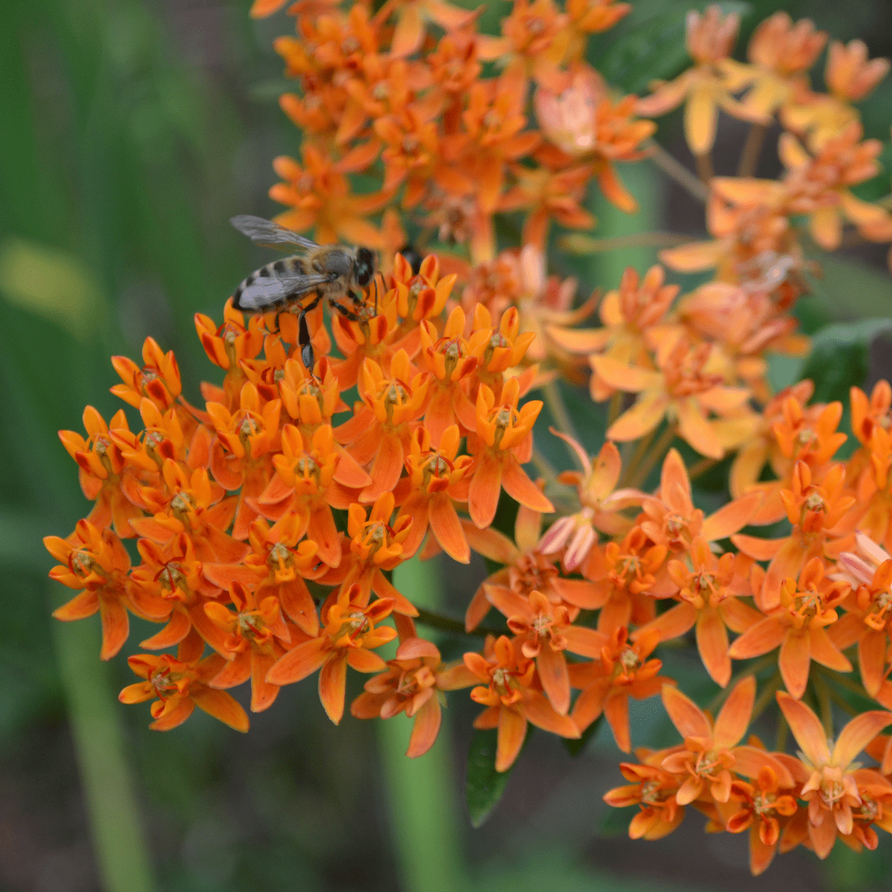 Butterfly Weed Seeds (Asclepias tuberosa) - Shop-orias