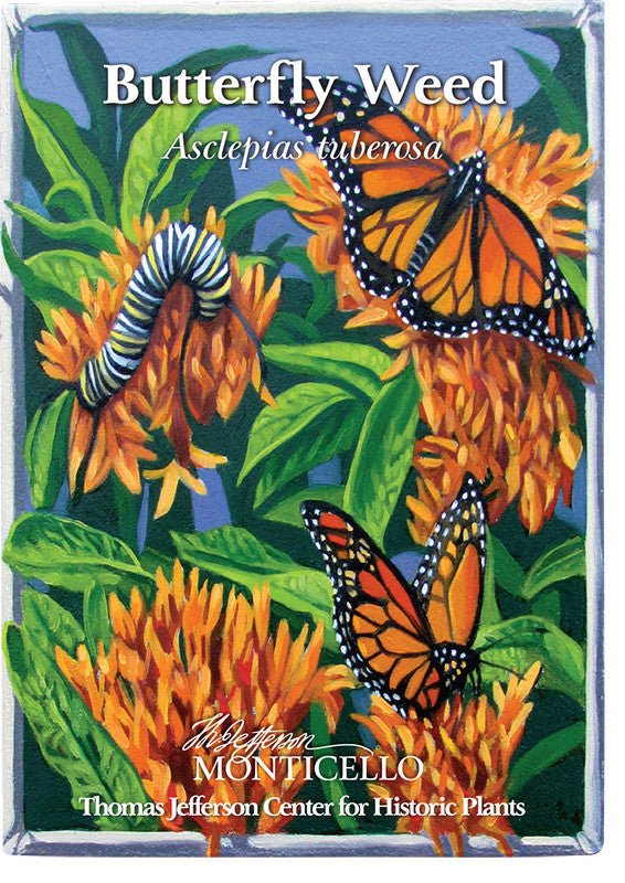 Butterfly Weed Seeds (Asclepias tuberosa) - Shop-orias