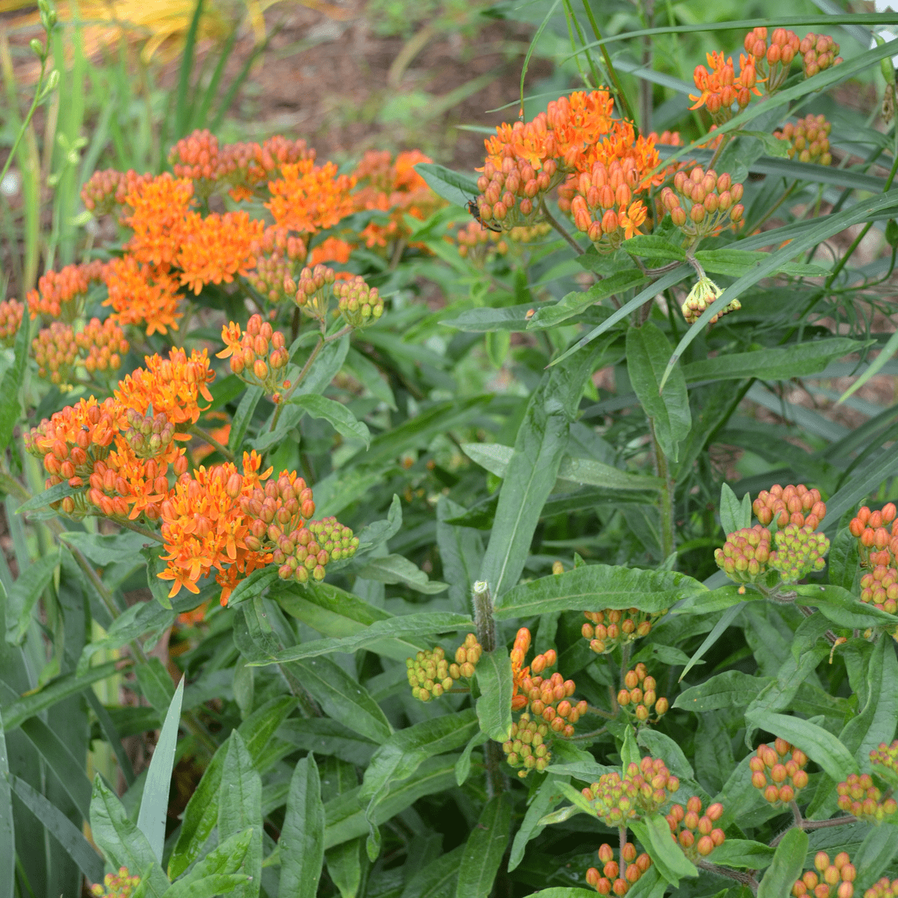 Butterfly Weed Seeds (Asclepias tuberosa) - Shop-orias