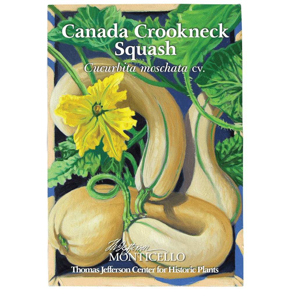 Canada Crookneck Squash Seeds (Cucurbita moschata cv.) - Shop-orias