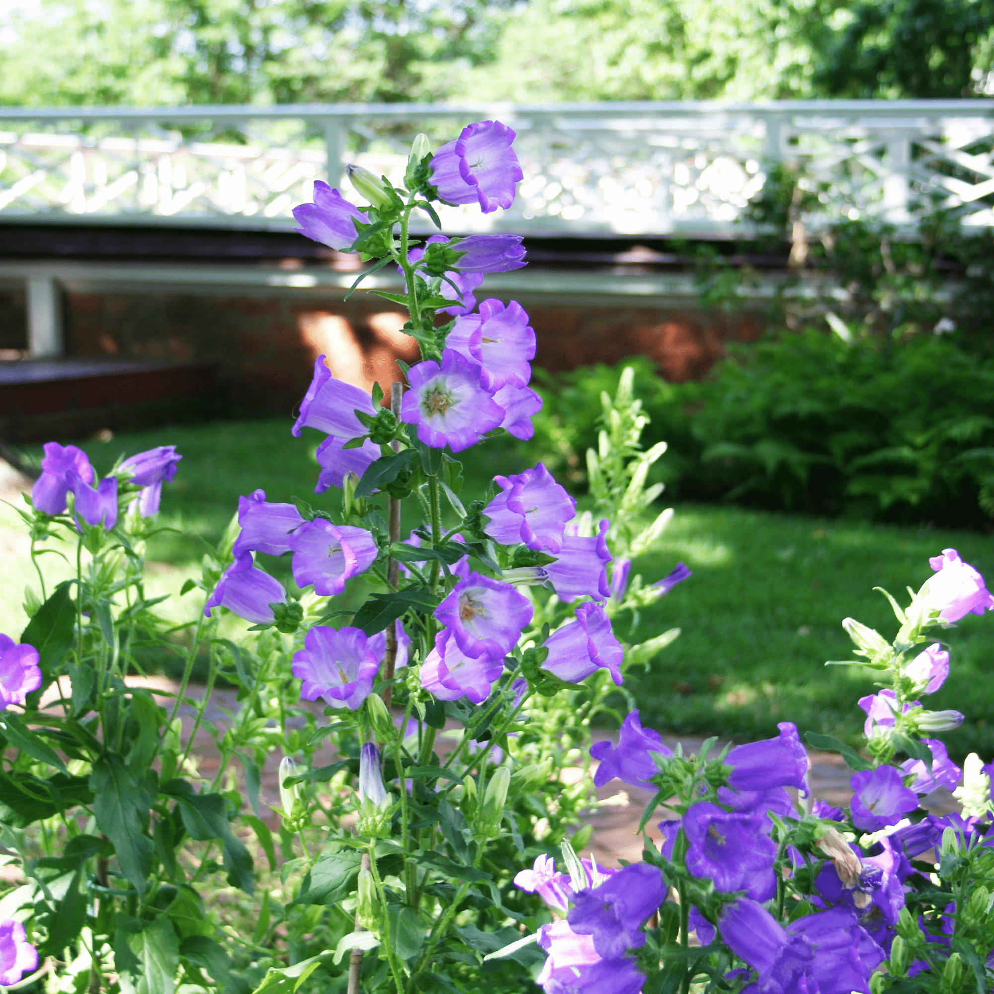 Canterbury Bells Seeds (Campanula medium) - Shop-orias