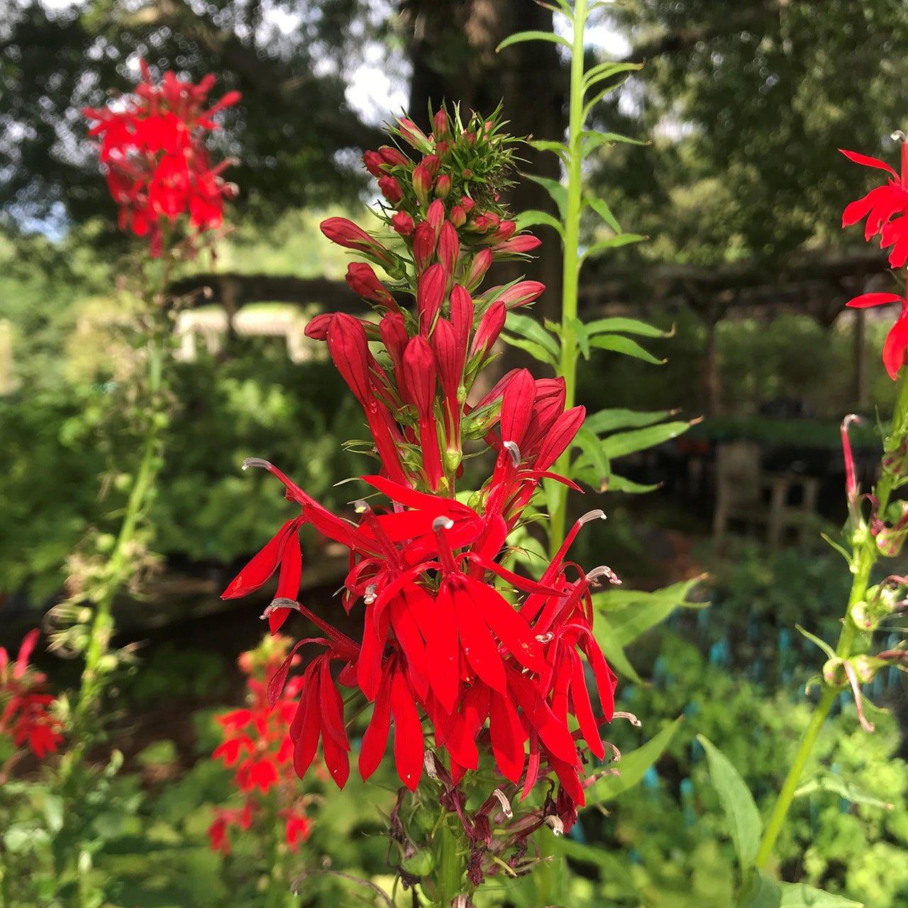 Cardinal Flower Seeds (Lobelia cardinalis) - Shop-orias
